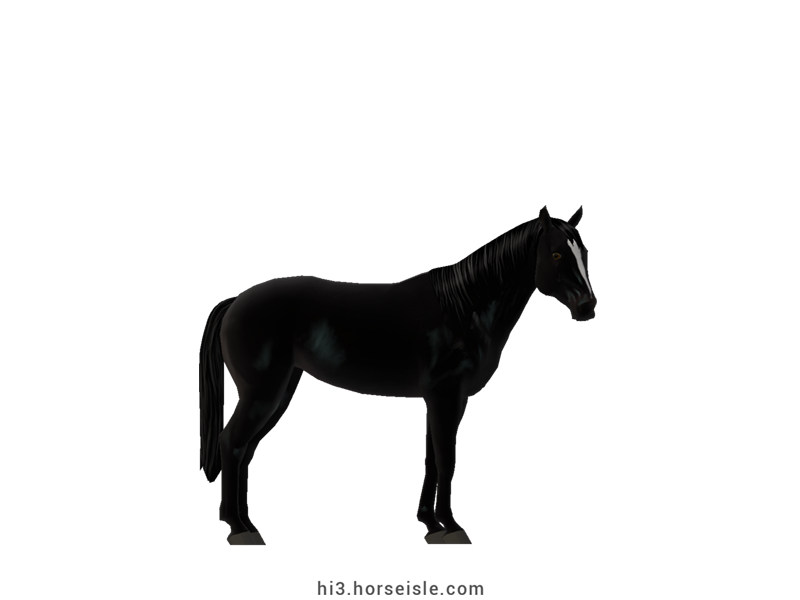 French Riding Pony Sooty Coal Black Coat